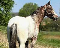 all-around-gypsy-vanner-horse