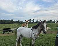 beginner-gypsy-vanner-horse