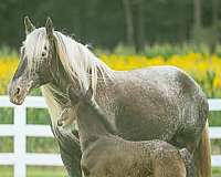 chocolate-asha-shire-colt