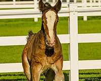 sporthorse-drum-shire-horse