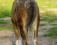 chocolate-sporthorse