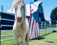 gypsy-vanner-horse