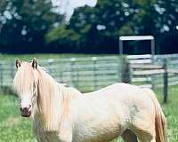 gypsy-vanner-filly