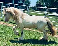 gypsy-vanner-horse-for-sale