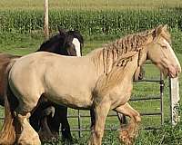 blue-roan-gypsy-vanner-foal