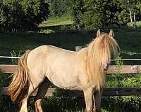 roan-gypsy-vanner-stallion