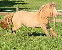 black-gvhs-foal