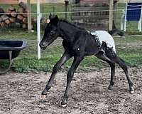 black-dun-appaloosa-filly