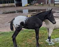 black-dun-appaloosa-mare