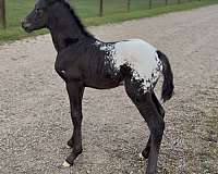 black-dun-appaloosa-broodmare