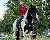 beginner-gypsy-vanner-horse