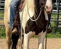 all-around-gypsy-vanner-horse