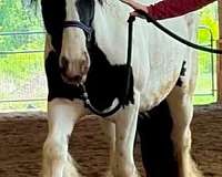 athletic-gypsy-vanner-horse
