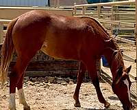 quarter-horse-for-sale