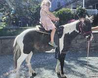 paint-pony-mare