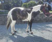 paint-pony-for-sale