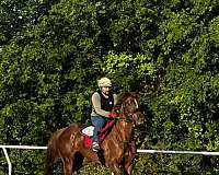 dressage-thoroughbred-horse