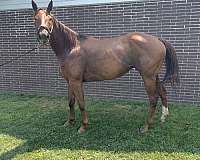 all-around-thoroughbred-horse