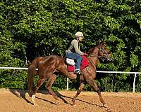 english-pleasure-thoroughbred-horse