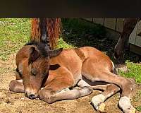 ghra-gypsy-vanner-quarter-horse-filly