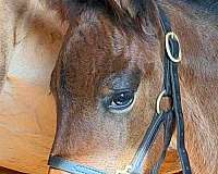 bay-gypsy-vanner-quarter-horse-filly