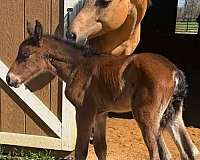 bay-gypsy-vanner-quarter-horse-for-sale