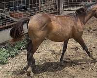 lone-drifter-quarter-horse