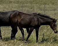 buck-hancock-horse