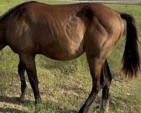 gap-horse