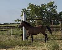 lone-drifter-horse