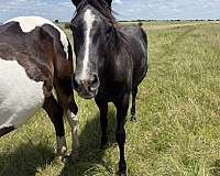 wnfr-quarter-horse