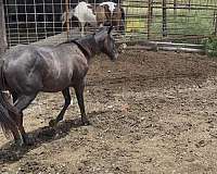 wnfr-horse