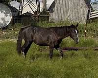 nfr-colt