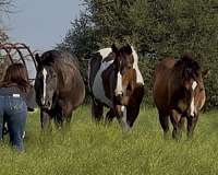run-colt