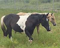 barrel-producer-paint-horse