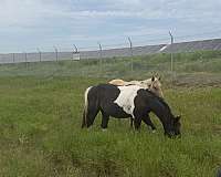 barrel-producer-horse