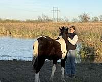 barrel-producer-filly