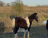 competing-filly