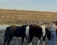 gritty-filly