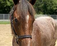 15-hand-quarter-horse-gelding