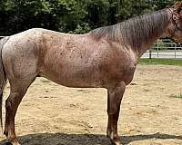 red-roan-quarter-horse-gelding