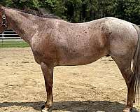 red-roan-gelding-for-sale