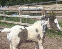 black-tobiano-gvhs-colt