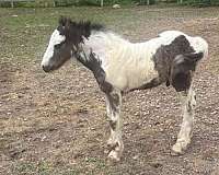 gypsy-vanner-colt