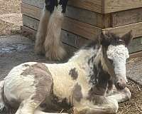 gypsy-vanner-horse-for-sale