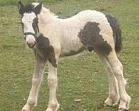 gypsy-vanner-horse-for-sale