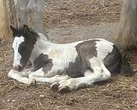 gypsy-vanner-horse