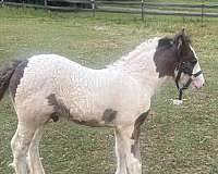 gypsy-vanner-colt