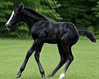 splash-white-horse