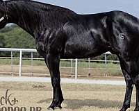 black-splash-white-horse